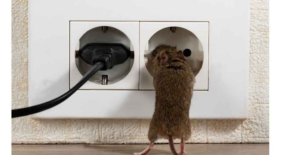 The Role of Seasonal Pest Control in Home Maintenance