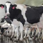 How to Transition Cattle to a New Feed Without Health Issues