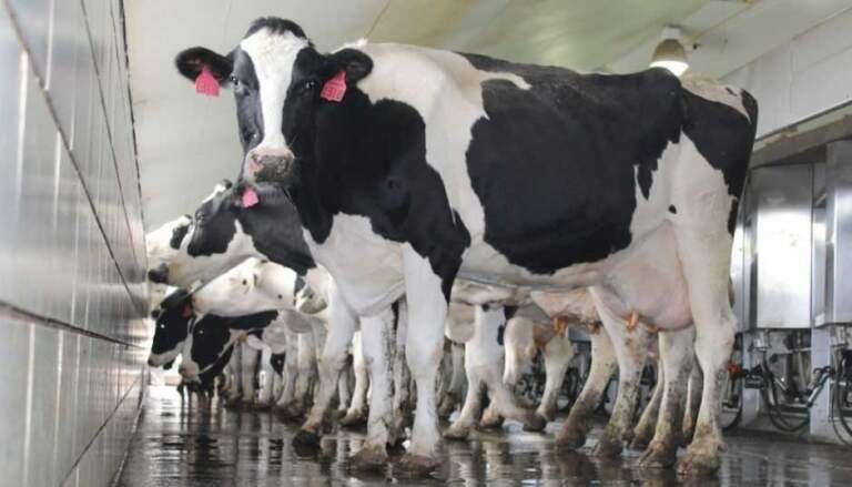 How to Transition Cattle to a New Feed Without Health Issues
