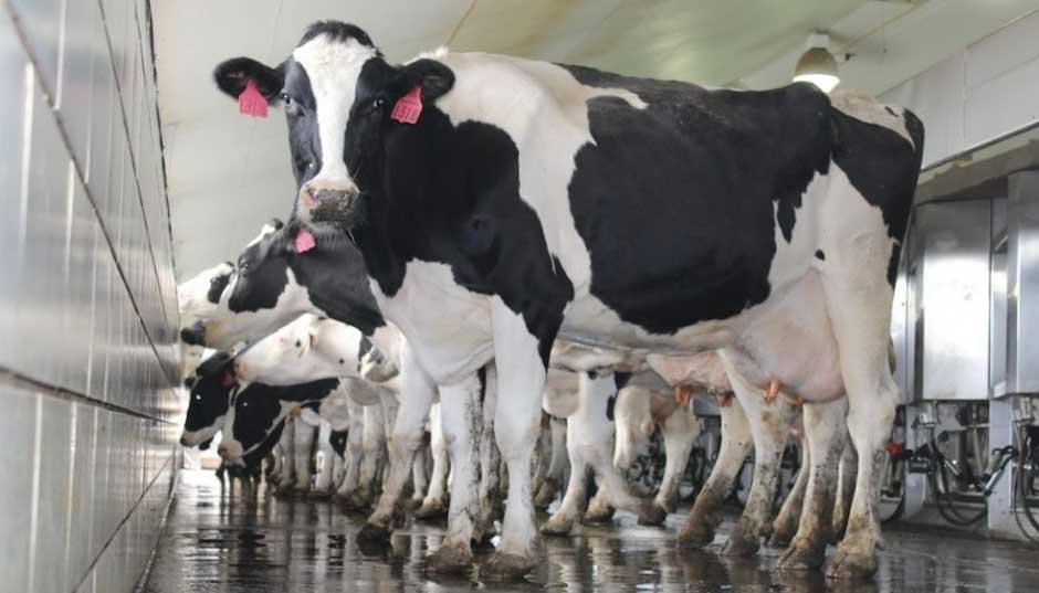 How to Transition Cattle to a New Feed Without Health Issues