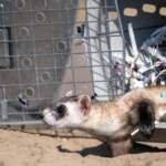 Organized Resource Management Boosts Wildlife Conservation