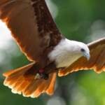 Stay Sharp: What Birds of Prey Can Teach Us About Awareness and Protection