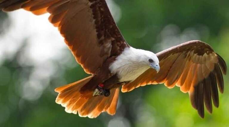 Stay Sharp: What Birds of Prey Can Teach Us About Awareness and Protection