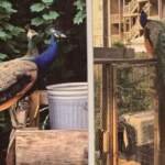 Designing Safe Havens: How Human Care Environments Mirror Wildlife Sanctuaries