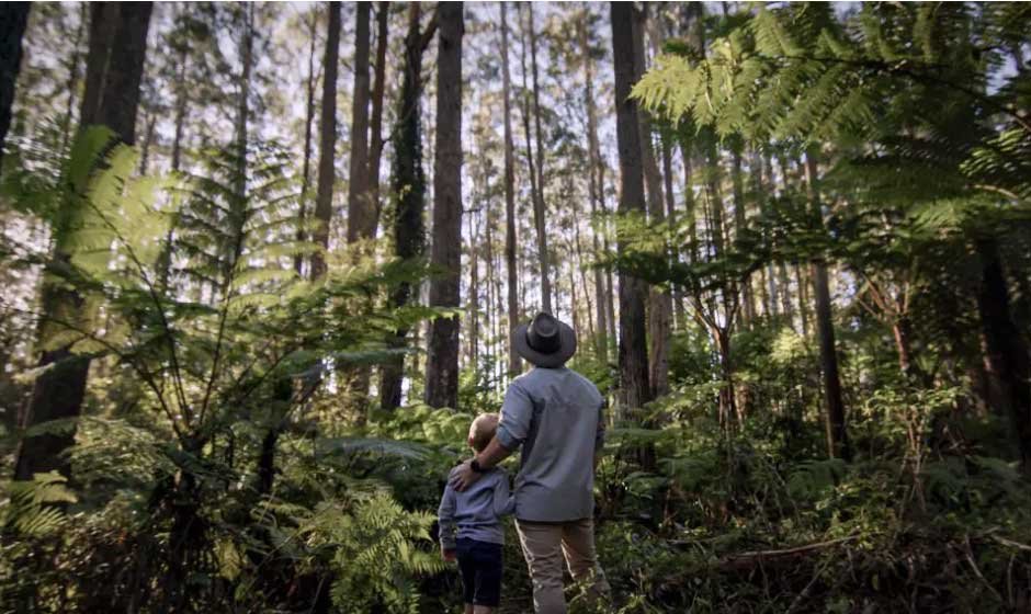 What a Sustainable Forest Management Plan Looks Like in Sydney’s Unique Environment