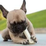 Smart Treat Ideas for Happy, Healthy Dogs