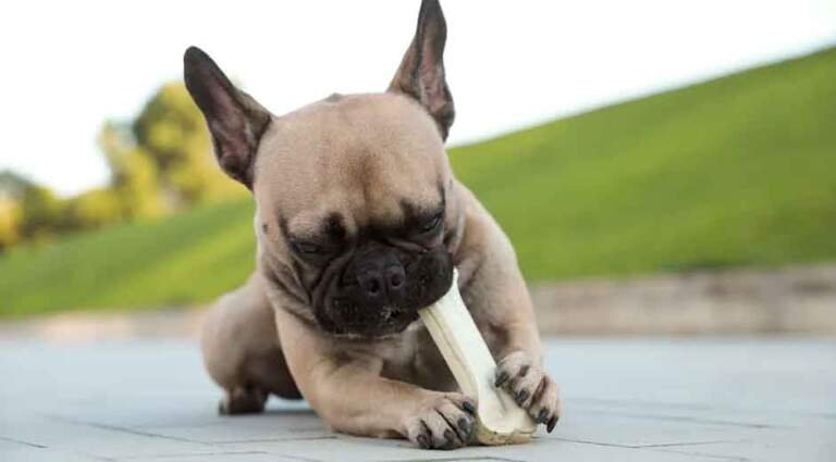 Smart Treat Ideas for Happy, Healthy Dogs