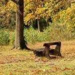 How Nature Teaches Us Balance: Lessons in Care from the Wild