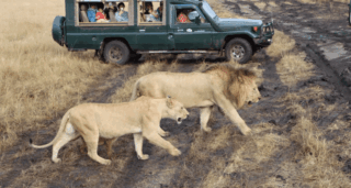 The Great Journey South: Tracking European Raptors to Their Wintering Grounds in the Masai Mara