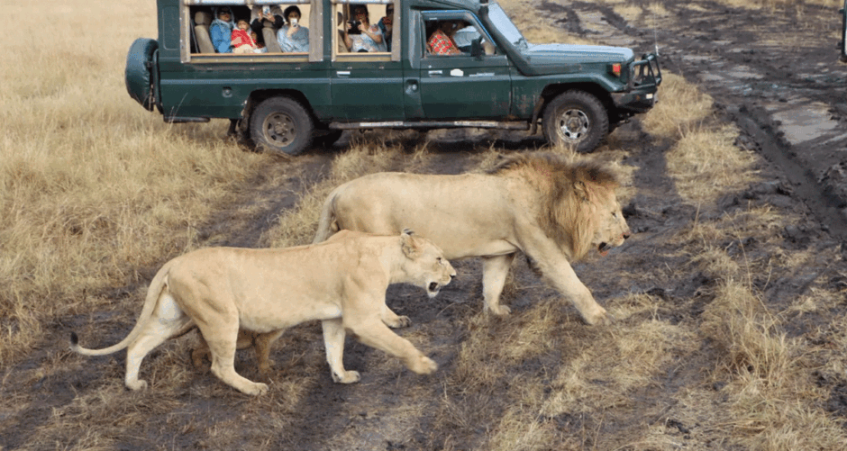 The Great Journey South: Tracking European Raptors to Their Wintering Grounds in the Masai Mara