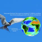 How Digital Technology and Search Data Are Supporting Modern Raptor Conservation