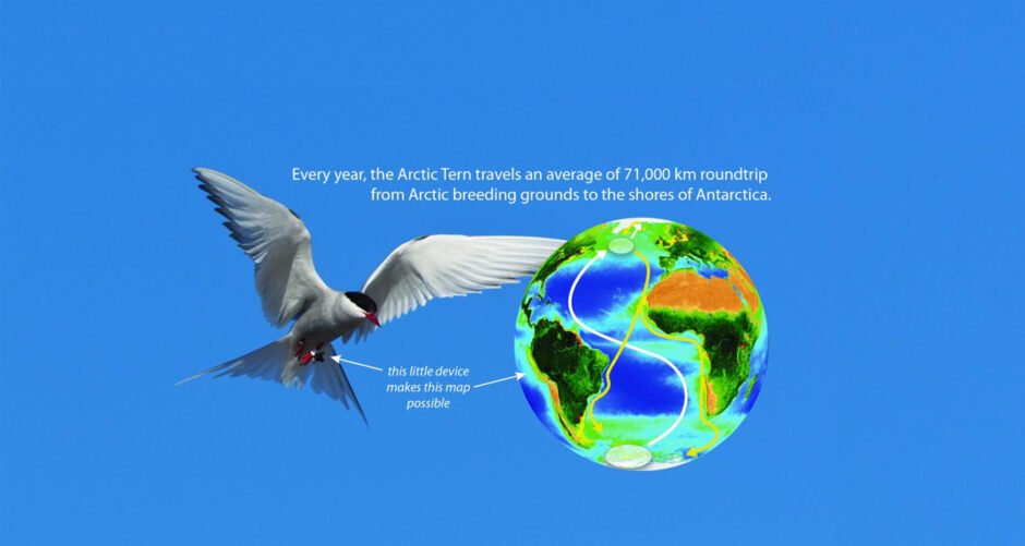 How Digital Technology and Search Data Are Supporting Modern Raptor Conservation